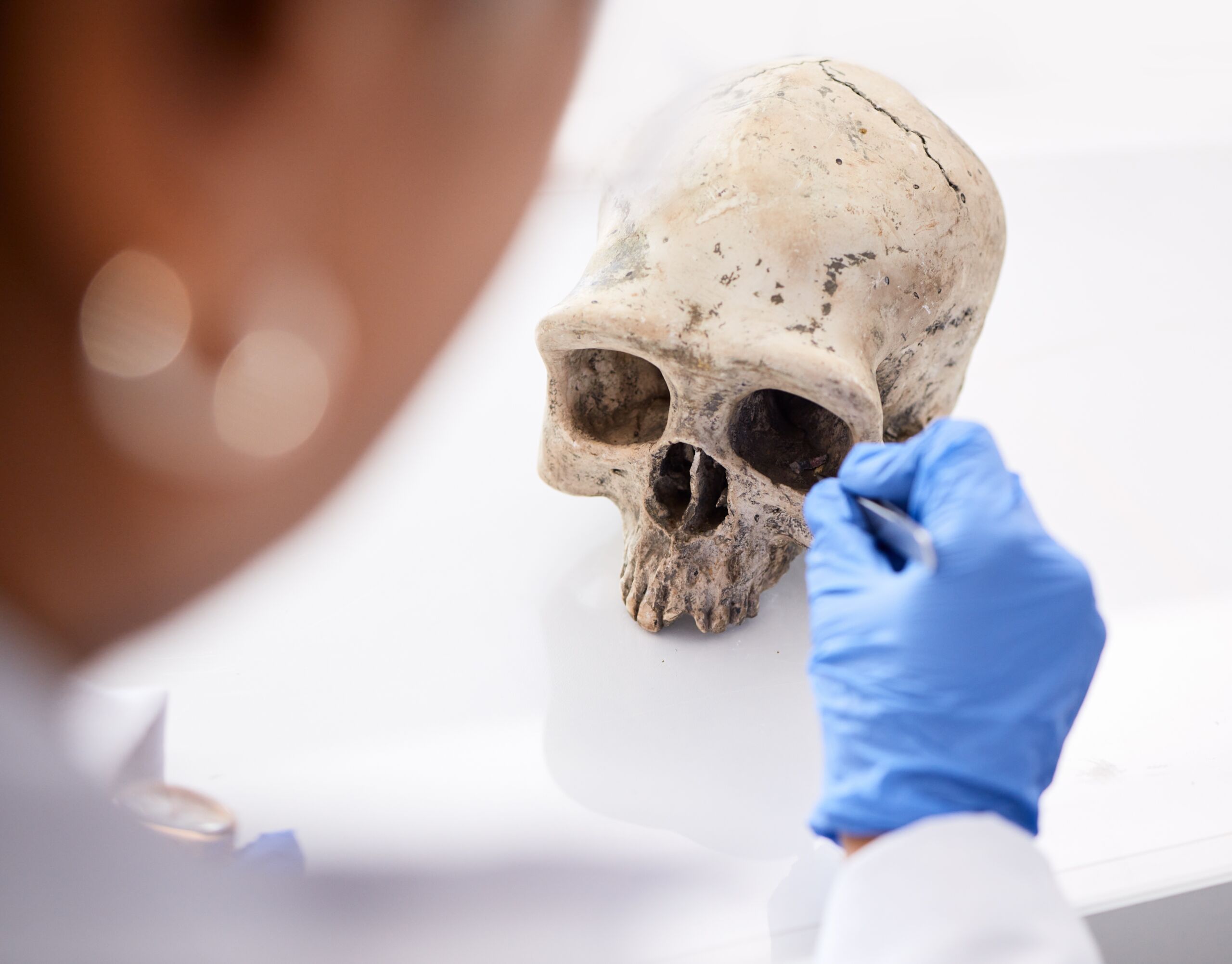 Forensic,,Science,And,Person,With,Skull,In,Lab,To,Study,